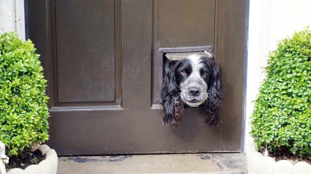 Does Installing a Doggy Door Impact Your Energy Bill?